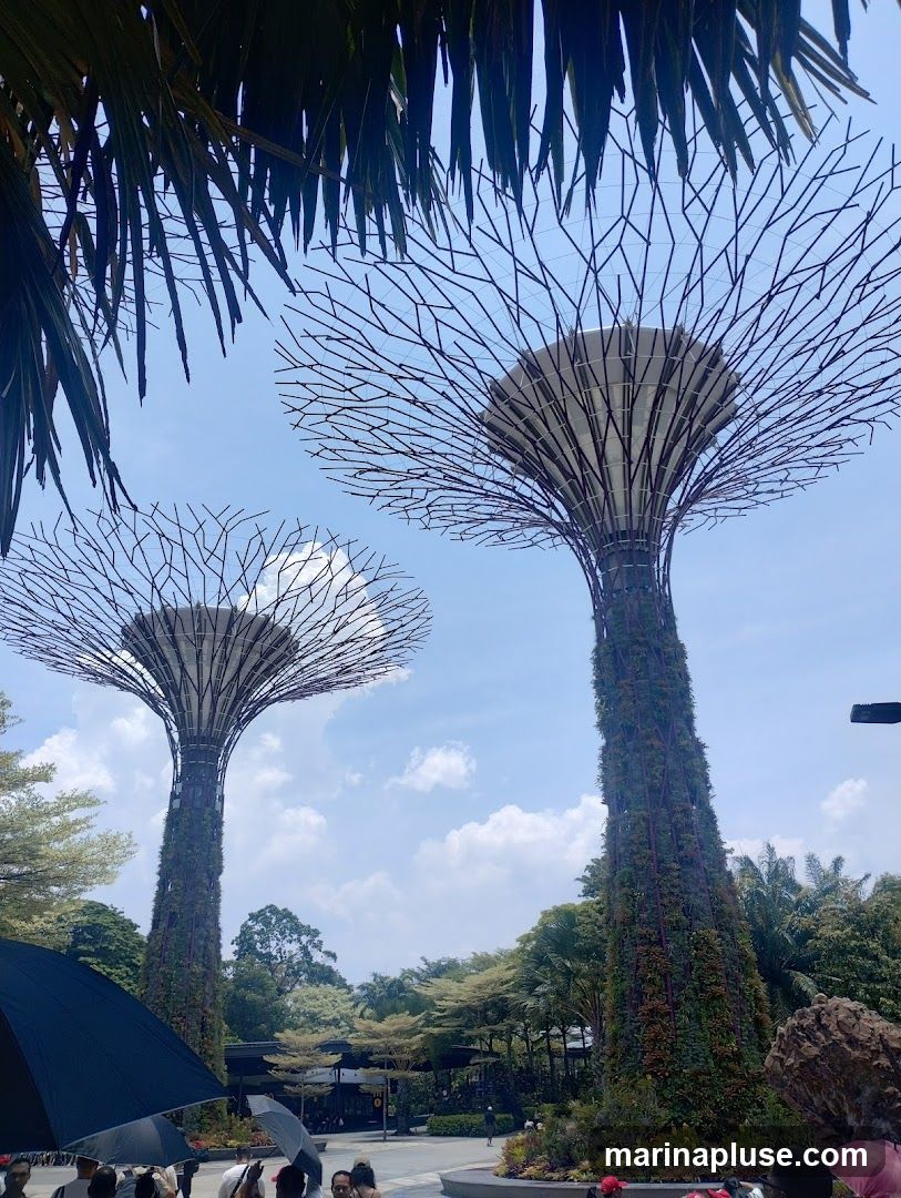 A view of the Supertrees at Gardens by the Bay, Singapore, under a bright blue sky with scattered clouds. Palm fronds frame the top of the image. In the foreground, people are visible, some holding umbrellas, suggesting a sunny day. The Supertrees are large, tree-like vertical gardens with a metal lattice structure covered in plants.