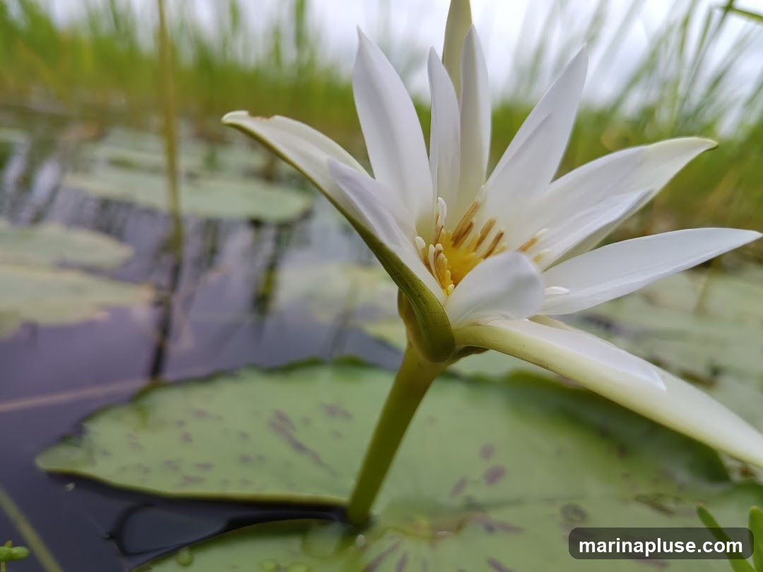 Lotus On Water - Marina Bay Sands