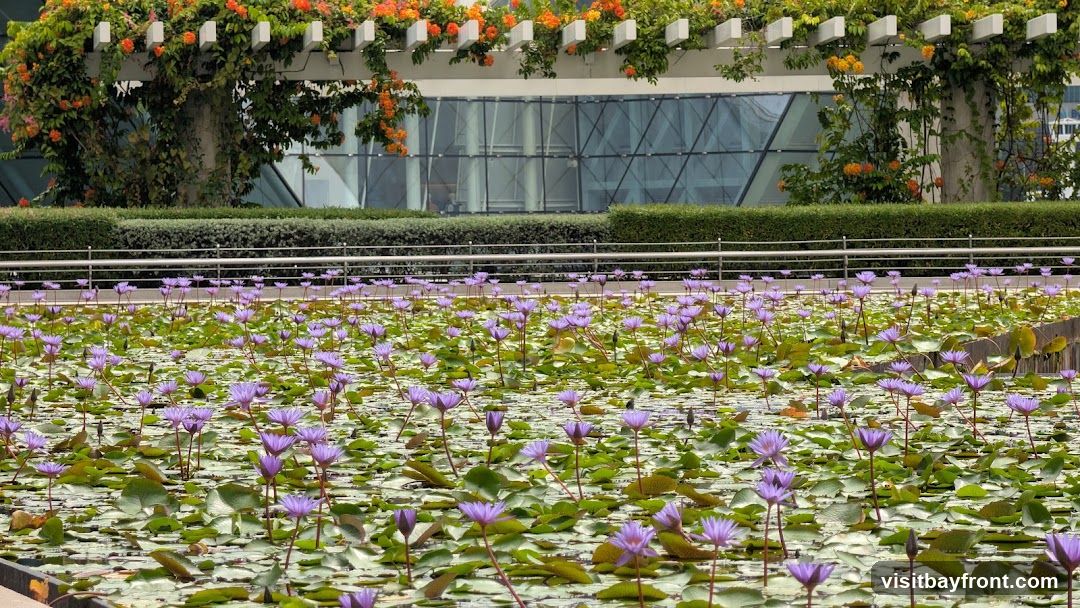 Lotus On Water - Marina Bay Sands