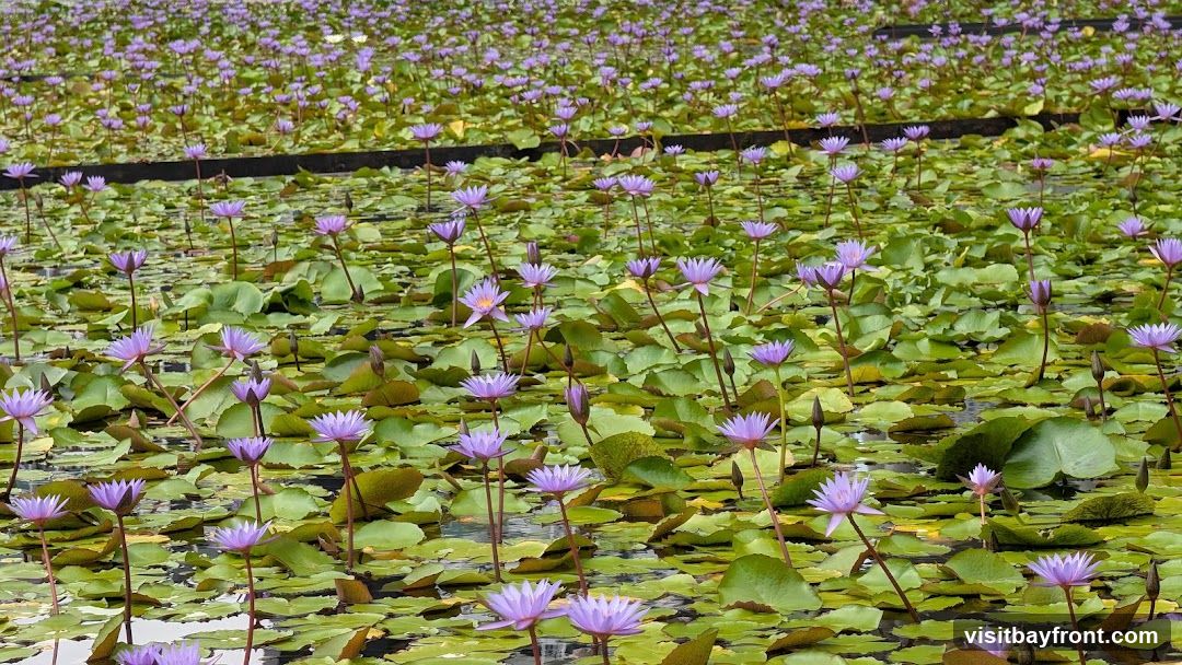 A serene pond filled with vibrant purple water lilies and green lily pads, creating a natural and tranquil scene.