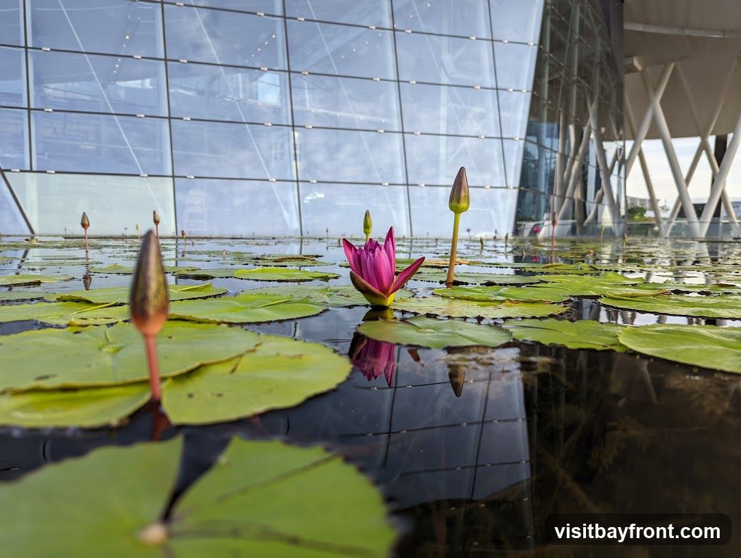 A serene scene featuring vibrant pink water lilies and green lotus leaves floating on calm, reflective water. In the background, a modern glass building with geometric architectural lines is visible, creating a contrast between nature and urban design.