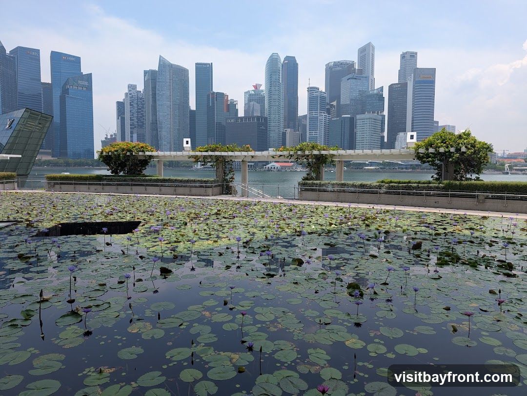 A serene garden scene featuring a lotus pond in the foreground, surrounded by green lily pads and blooming purple flowers. In the background, a modern city skyline with numerous skyscrapers is visible across a body of water. A white pergola structure with climbing plants runs along the edge of the pond.