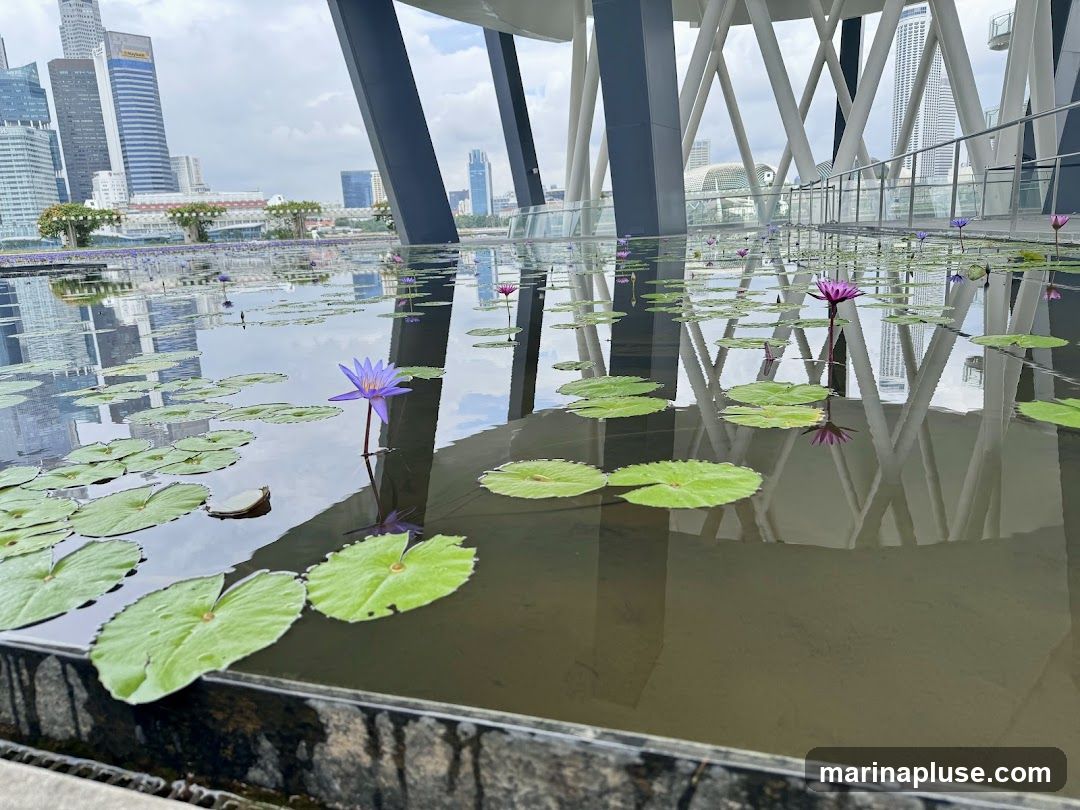 A tranquil water feature filled with blooming water lilies, reflecting the surrounding modern architecture and a distant city skyline under a cloudy sky.