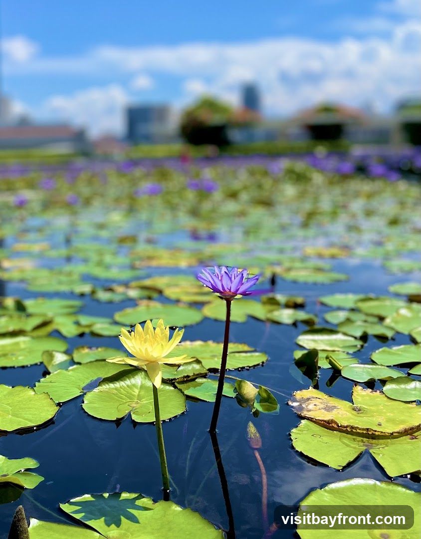 A close-up view of a yellow and a purple water lily blooming in a dark pond, surrounded by numerous green lily pads. In the background, a blurred cityscape with buildings and trees is visible under a bright blue sky with scattered clouds.