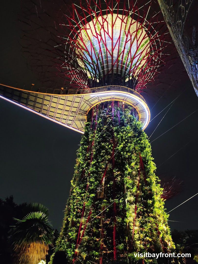 A view of the Supertree Grove at Gardens by the Bay, Singapore, at night. The large, tree-like structures are covered in lush greenery and illuminated with colorful lights. A walkway winds around one of the Supertrees, and the distinctive canopy structure is visible at the top. Palm trees are visible in the foreground.