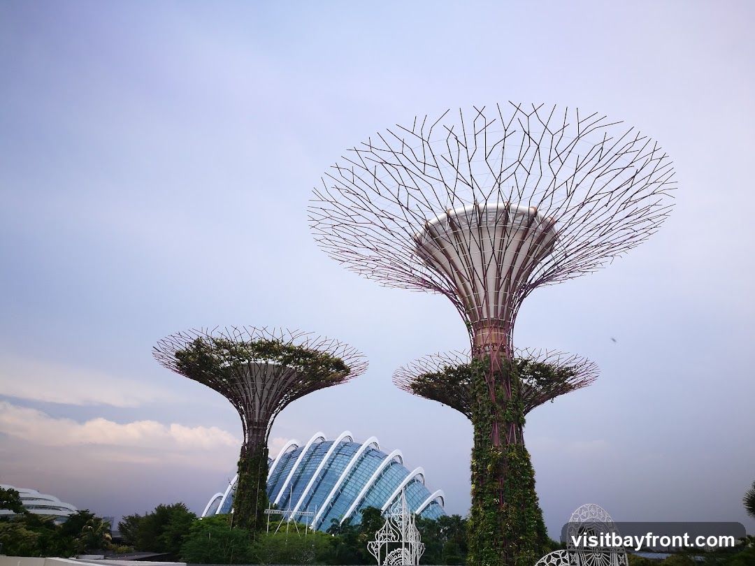 A view of the Supertrees at Gardens by the Bay, Singapore, with the conservatories in the background. The sky is overcast with hints of purple and pink from the setting sun.