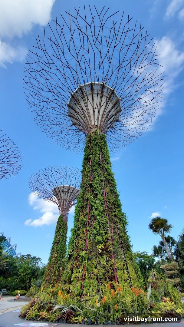 A low-angle shot of the Supertrees at Gardens by the Bay in Singapore. The Supertrees are vertical gardens with a trunk-like structure covered in plants, topped with a canopy of metal branches. The sky is blue with scattered white clouds. In the background, other Supertrees and lush greenery are visible, along with parts of the conservatories.