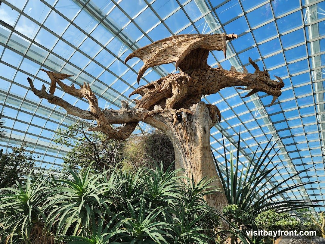 A large, intricately carved wooden dragon sculpture is perched on a dead tree trunk within a greenhouse. The dragon is made of driftwood and has its wings spread. Below the sculpture, various succulents and other plants are visible. The greenhouse has a glass ceiling with a grid pattern, allowing sunlight to filter through.