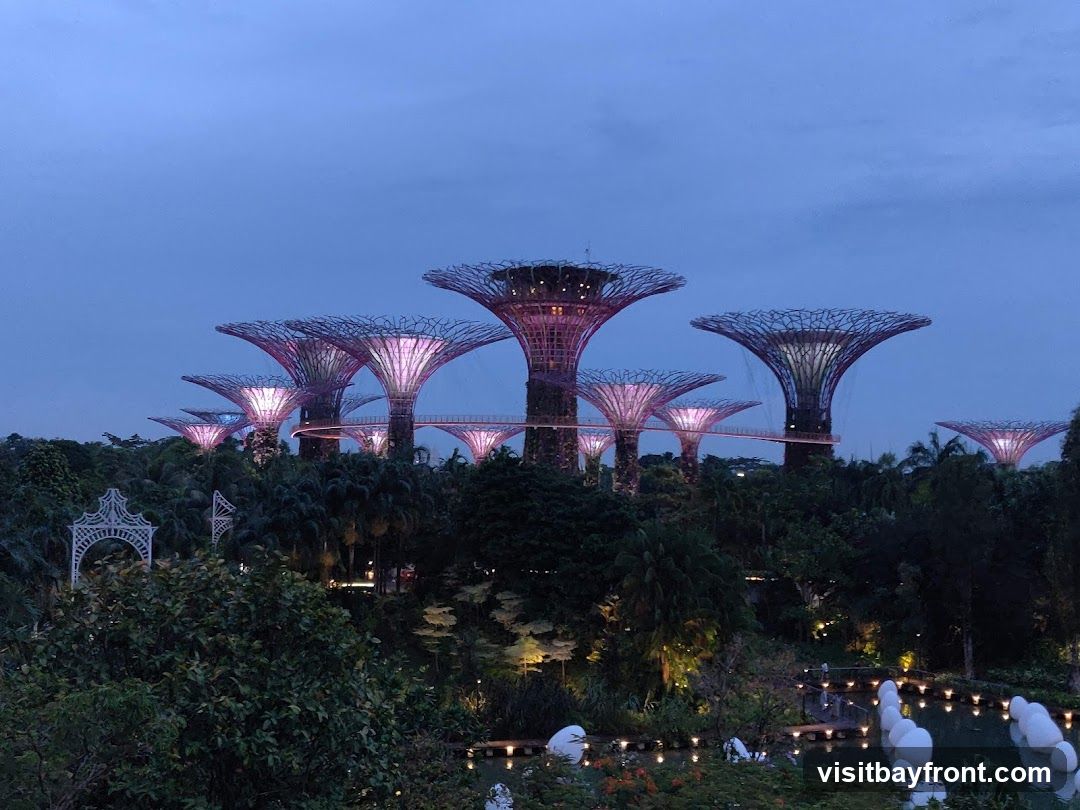 A panoramic view of the Supertree Grove at Gardens by the Bay, Singapore, during twilight. The iconic Supertrees are illuminated with vibrant purple and pink lights, creating a surreal and futuristic landscape. Elevated walkways connect some of the Supertrees, and lush greenery surrounds the structures. In the foreground, a body of water is dotted with white, spherical installations and string lights, reflecting the ambient glow. The sky is a deep blue, indicating the transition from day to night.