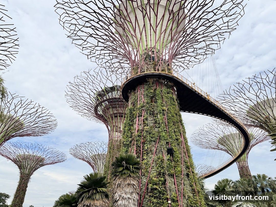 A view of the Supertrees at Gardens by the Bay, Singapore, with elevated walkways connecting them. The structures are covered in lush greenery and have a distinctive tree-like design with a lattice-like canopy. The sky is partly cloudy.