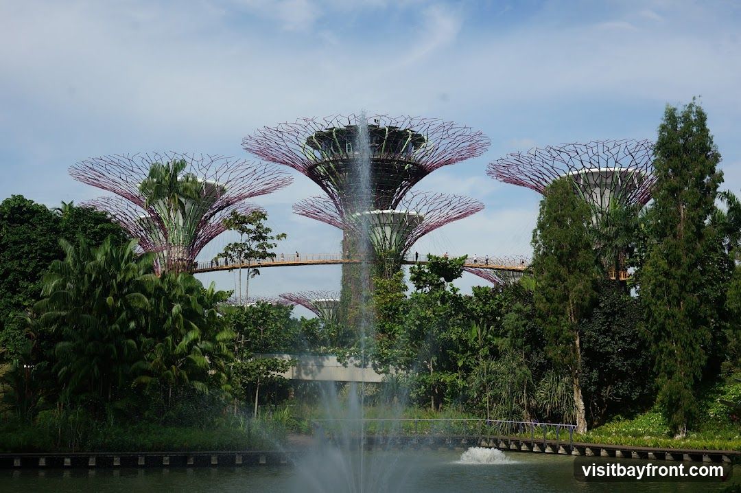 A wide shot of the Supertree Grove at Gardens by the Bay, Singapore. Several of the iconic tree-like structures, with their distinctive purple lattice canopies, are visible. Elevated walkways connect some of the Supertrees, and people can be seen walking on them. A fountain sprays water in the foreground, with a calm body of water reflecting the sky and structures. Lush greenery surrounds the base of the Supertrees, and the sky above is partly cloudy.