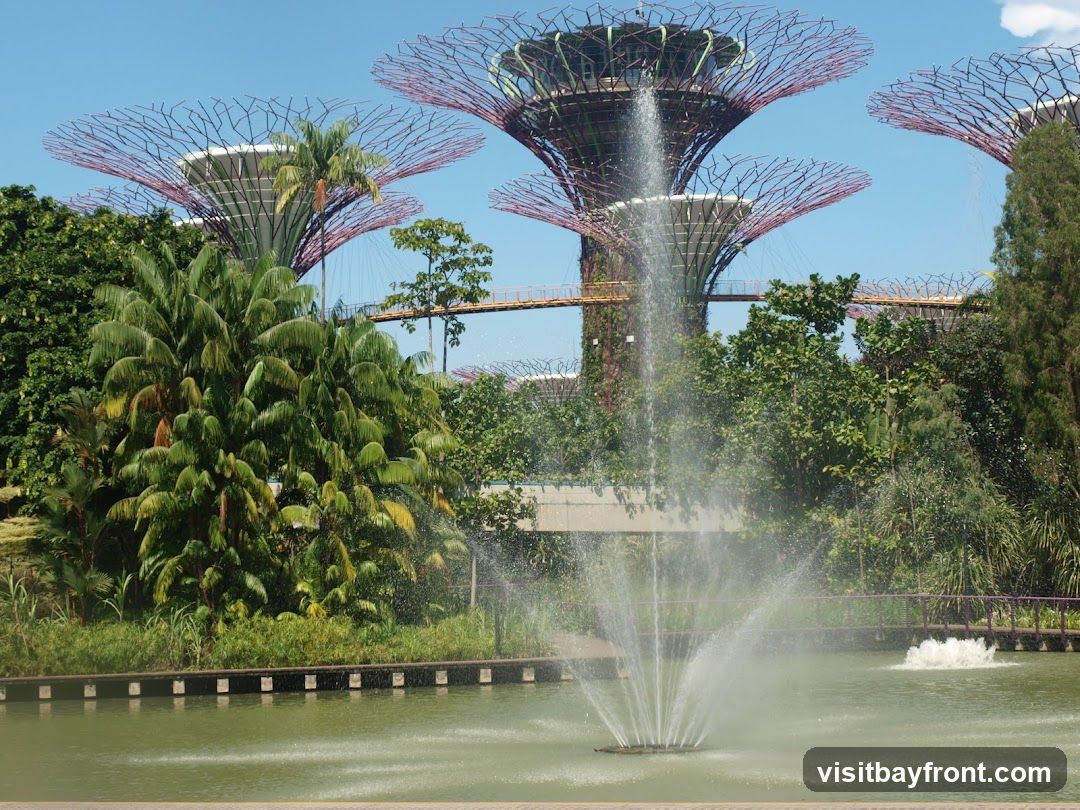 A view of the Supertrees at Gardens by the Bay, Singapore, with a fountain in the foreground. The Supertrees are futuristic vertical gardens with a distinctive lattice-like structure. Lush greenery and palm trees surround the base of the Supertrees, and a walkway connects some of them. The sky is clear blue with a few wispy clouds.