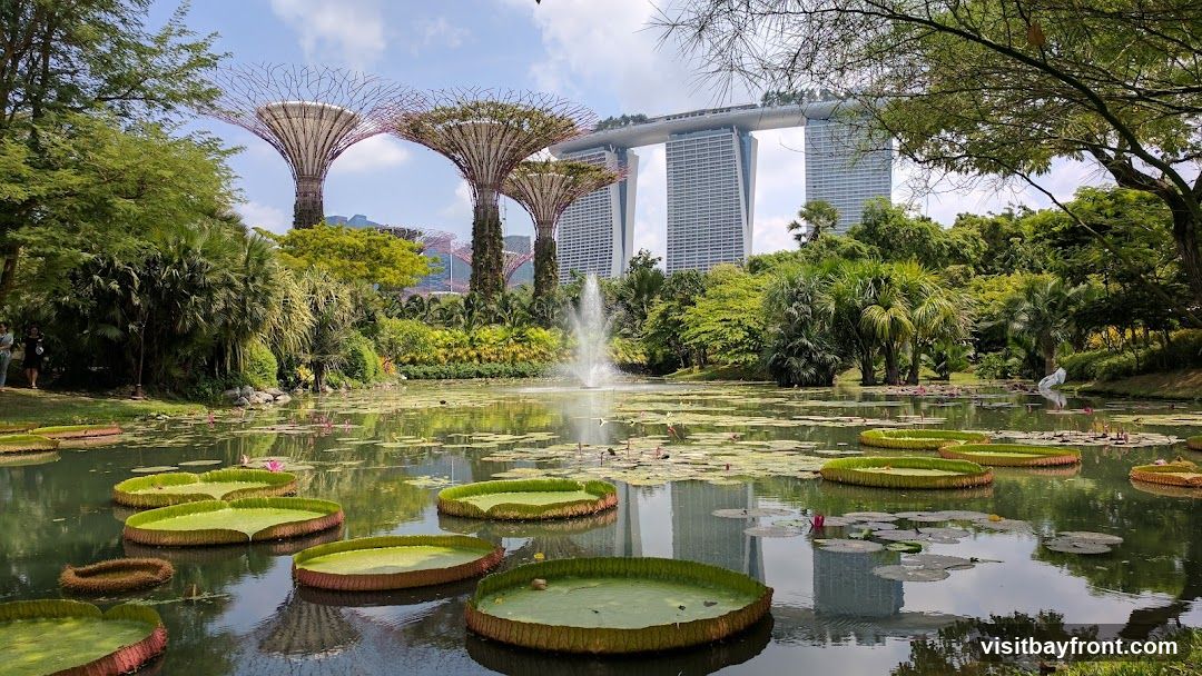 A serene pond filled with large lily pads and lotus flowers, with a fountain in the center. In the background, the iconic Supertree Grove and Marina Bay Sands hotel are visible under a clear blue sky. Lush greenery surrounds the pond, creating a tranquil and picturesque scene.