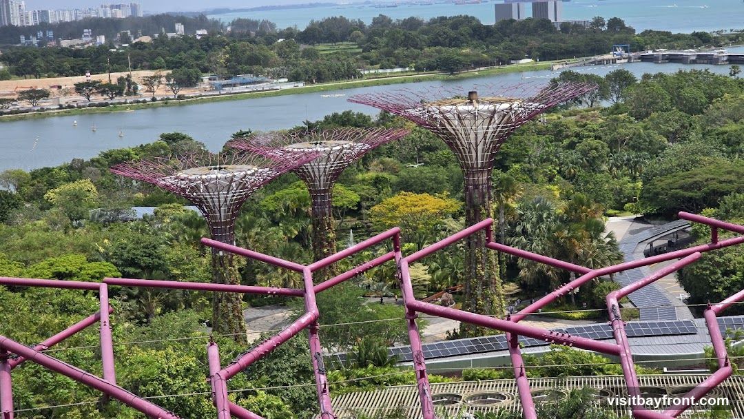 An aerial view of the Supertree Grove at Gardens by the Bay, Singapore. The iconic vertical gardens are surrounded by lush greenery and a body of water. In the background, a cityscape with tall buildings and a coastline can be seen. The foreground features a section of a purple metal structure, likely part of an observation deck or walkway.