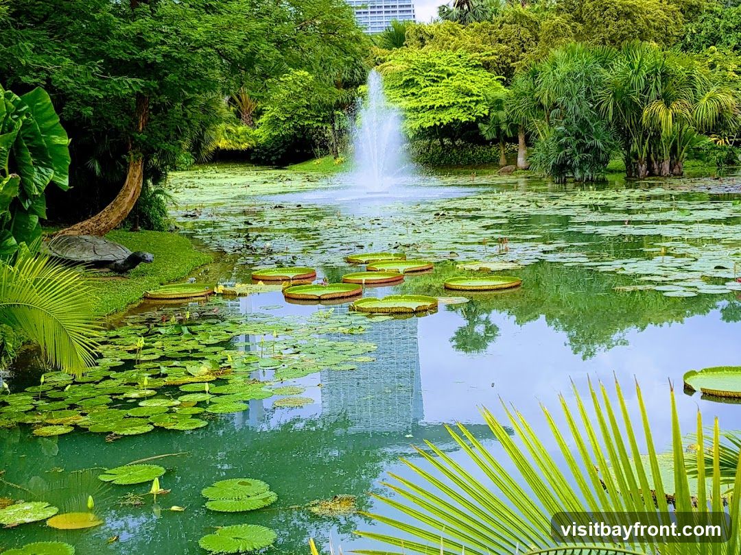 A serene pond filled with lush green lily pads and large Victoria amazonica water lilies. A fountain sprays water in the background, surrounded by dense tropical foliage. A stone sculpture of a turtle rests on the grassy bank to the left. The reflection of a modern building is visible in the calm water.