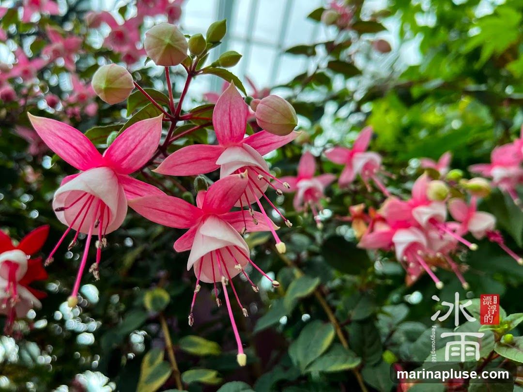 Flower Dome
