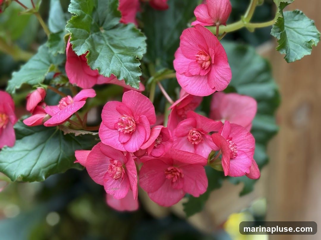 A close-up shot of vibrant pink begonia flowers with green leaves. The flowers have delicate petals and intricate centers. The background is softly blurred, with hints of green foliage and a wooden texture.