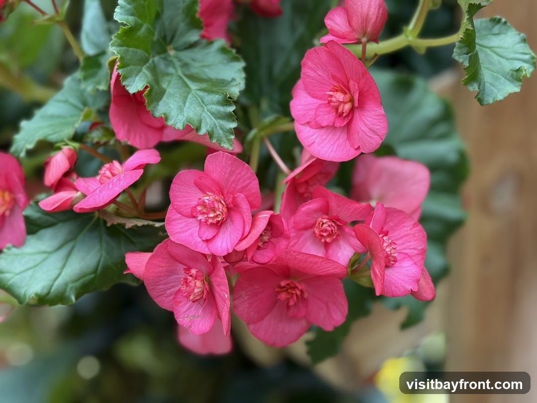 A close-up shot of vibrant pink begonia flowers with green leaves. The flowers have delicate petals and intricate centers. The background is softly blurred, with hints of green foliage and a wooden texture.