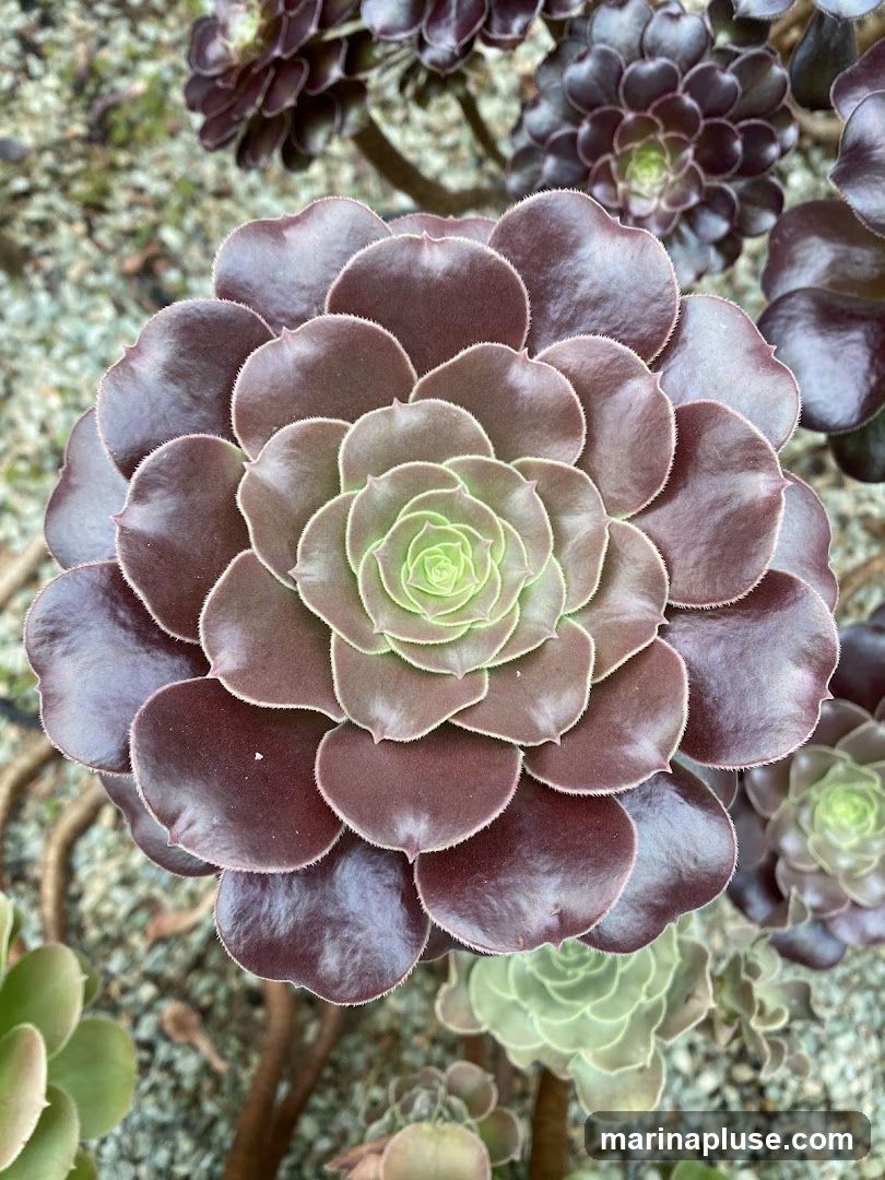 A close-up overhead view of a dark purple Aeonium 'Zwartkop' succulent. The plant has tightly packed, fleshy leaves that form a rosette pattern. The outer leaves are a deep burgundy-purple, while the inner leaves transition to a lighter green at the center. In the background, other succulents and gravel are visible.
