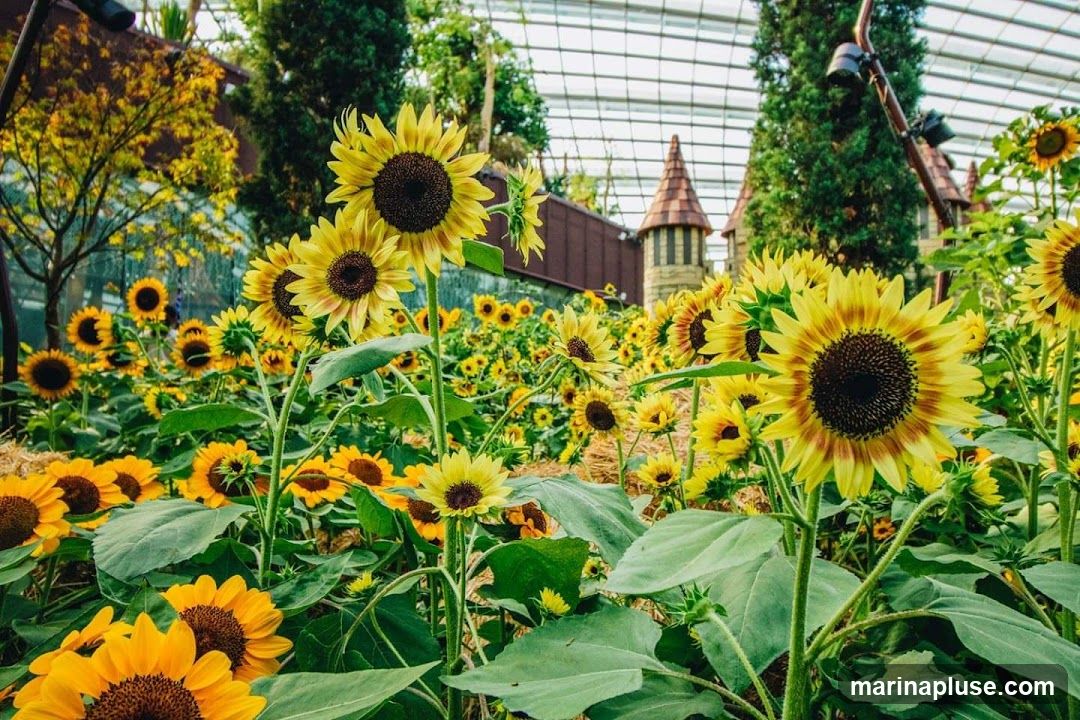 A vibrant display of sunflowers in full bloom, set against a backdrop of a glass-domed conservatory with whimsical castle-like structures. The foreground is dominated by large, bright yellow sunflowers with dark centers, their petals reaching towards the light. Behind them, a sea of smaller sunflowers creates a textured landscape. The overall impression is one of natural beauty and playful fantasy.