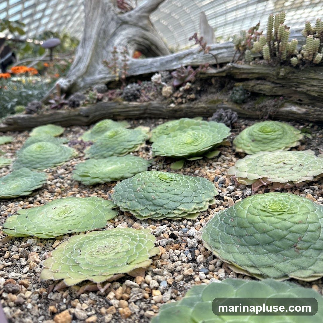 A close-up view of a collection of succulents with tightly packed, rosette-shaped leaves, planted in gravel. In the background, a large, weathered piece of driftwood serves as a natural display element, with more succulents and some orange flowers visible. The scene is set within a greenhouse or conservatory, indicated by the domed glass ceiling in the upper background.