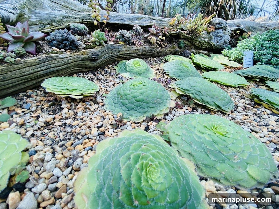 A close-up, low-angle view of a succulent garden display. Several varieties of succulents are arranged on a bed of gravel and mulch, with a large piece of driftwood serving as a backdrop. The succulents feature intricate, rosette-like patterns and a range of green hues. In the background, more succulents and cacti are visible, along with the glass structure of a greenhouse. A small informational sign is partially visible on the right.