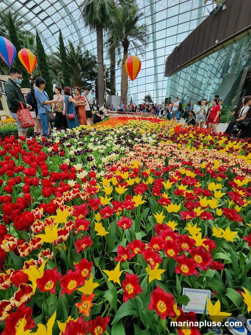 A vibrant display of tulips in red, yellow, and white fills the foreground, with a crowd of visitors in the background. Several hot air balloon decorations are suspended in the air above the flowers and palm trees. The scene appears to be inside a large greenhouse or conservatory with a glass ceiling.