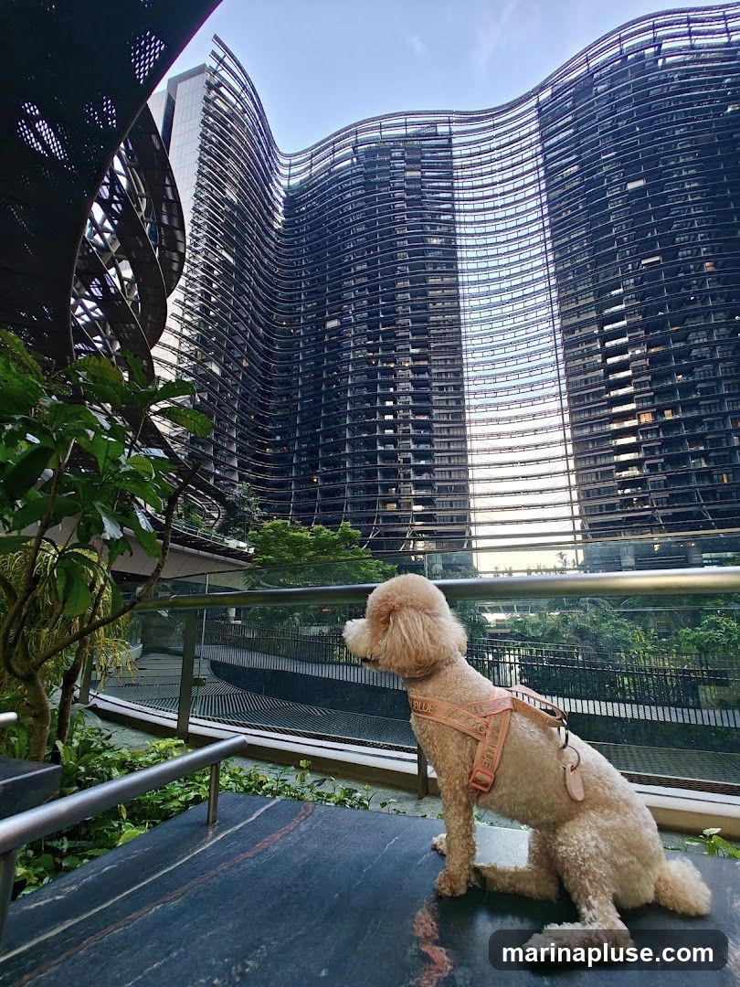 A light-colored poodle wearing a pink harness sits on a dark marble surface, looking out towards a striking, wavy modern building. Lush greenery surrounds the balcony, with metal railings and a walkway visible in the mid-ground. The building's facade is characterized by its undulating, horizontal lines and numerous balconies or window openings.