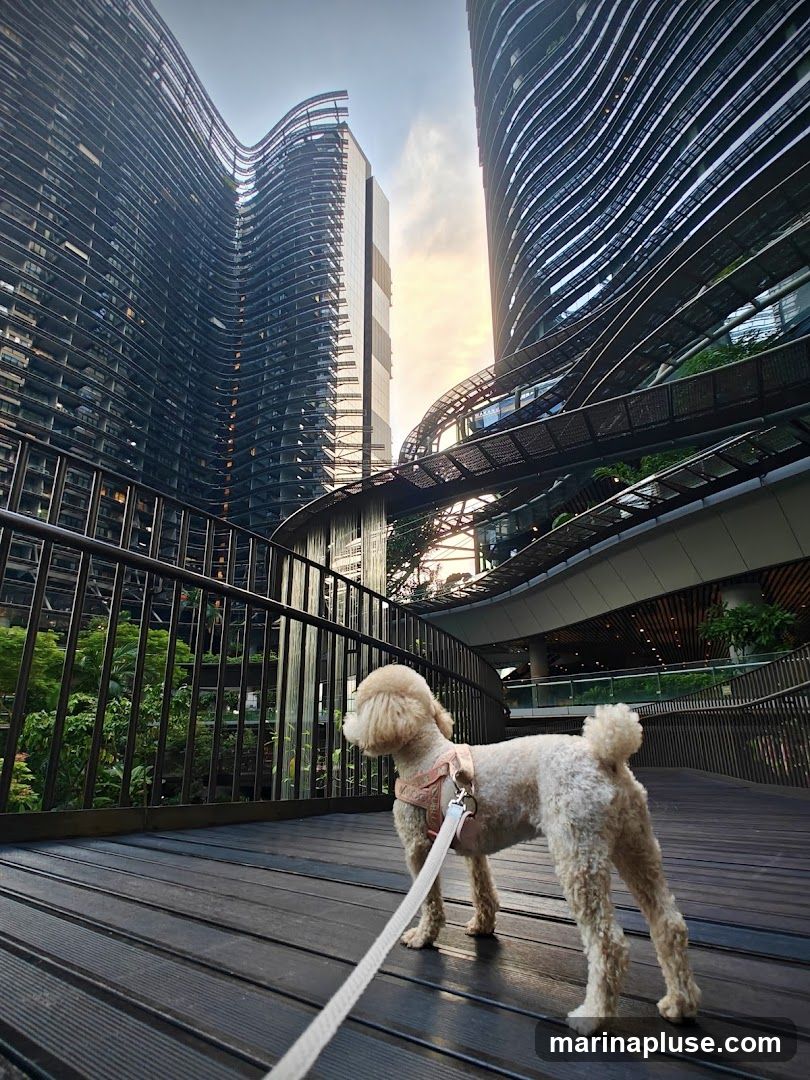A light-colored poodle stands on a dark wooden walkway, looking to the right. Behind the dog, a modern building with a curved facade and numerous horizontal balconies rises into the sky. Another taller, rectangular building is visible to the left. A skybridge with a metal railing connects parts of the buildings. The sky is bright with some clouds, suggesting it might be sunrise or sunset.