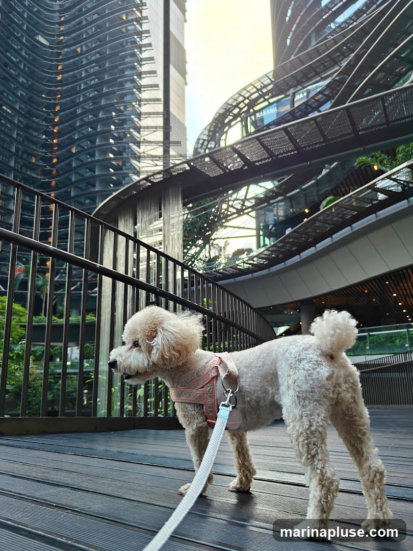 A light-colored poodle wearing a pink harness and a white leash stands on a dark wooden walkway. Behind the dog, a modern building with a curved, metallic facade rises into the sky. Elevated walkways with intricate metalwork and greenery are visible, connecting different levels of the architecture. The scene is bathed in soft, natural light, suggesting it might be early morning or late afternoon.