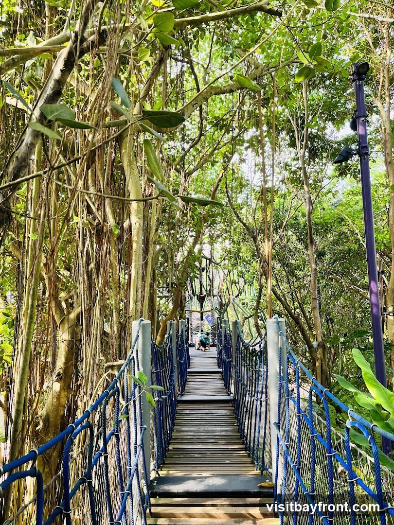 A wooden suspension bridge with blue rope railings winds through a dense forest. Large trees with hanging vines create a canopy overhead, dappling the walkway with sunlight. In the distance, a person is visible on the bridge.