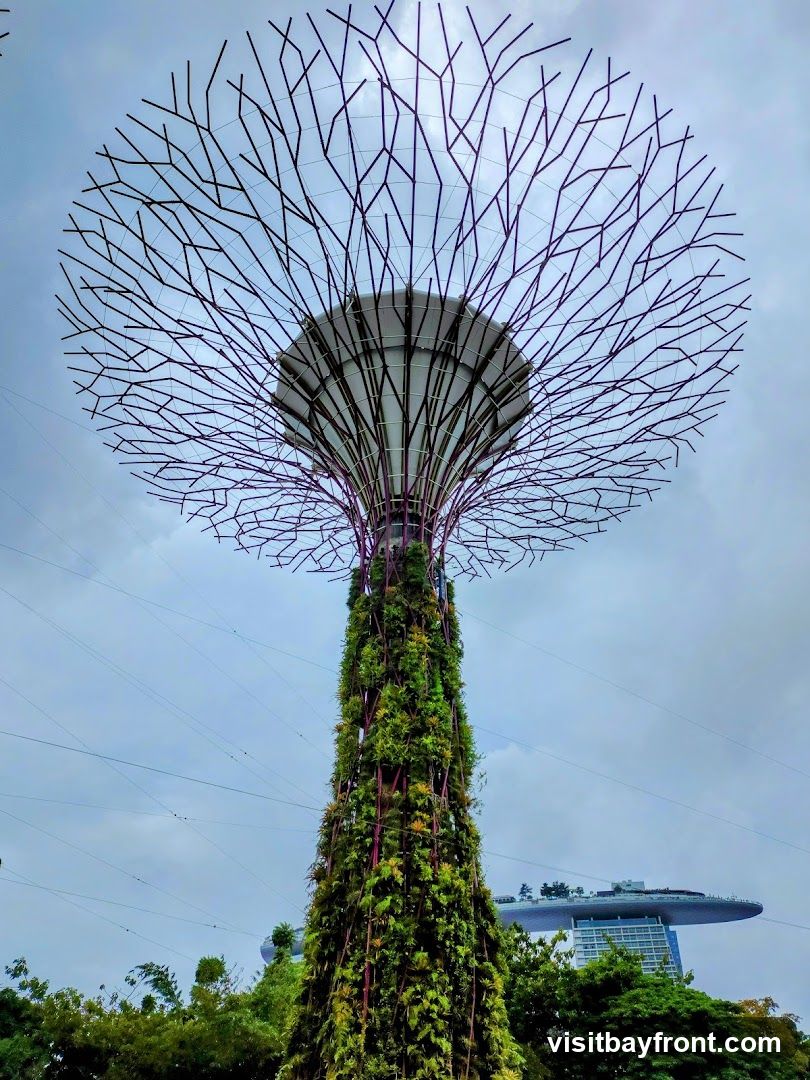 A low-angle view of a Supertree at Gardens by the Bay in Singapore. The Supertree is covered in lush greenery and has a distinctive, tree-like structure with a large, umbrella-shaped canopy made of metal branches. In the background, the Marina Bay Sands hotel is visible under a cloudy sky.