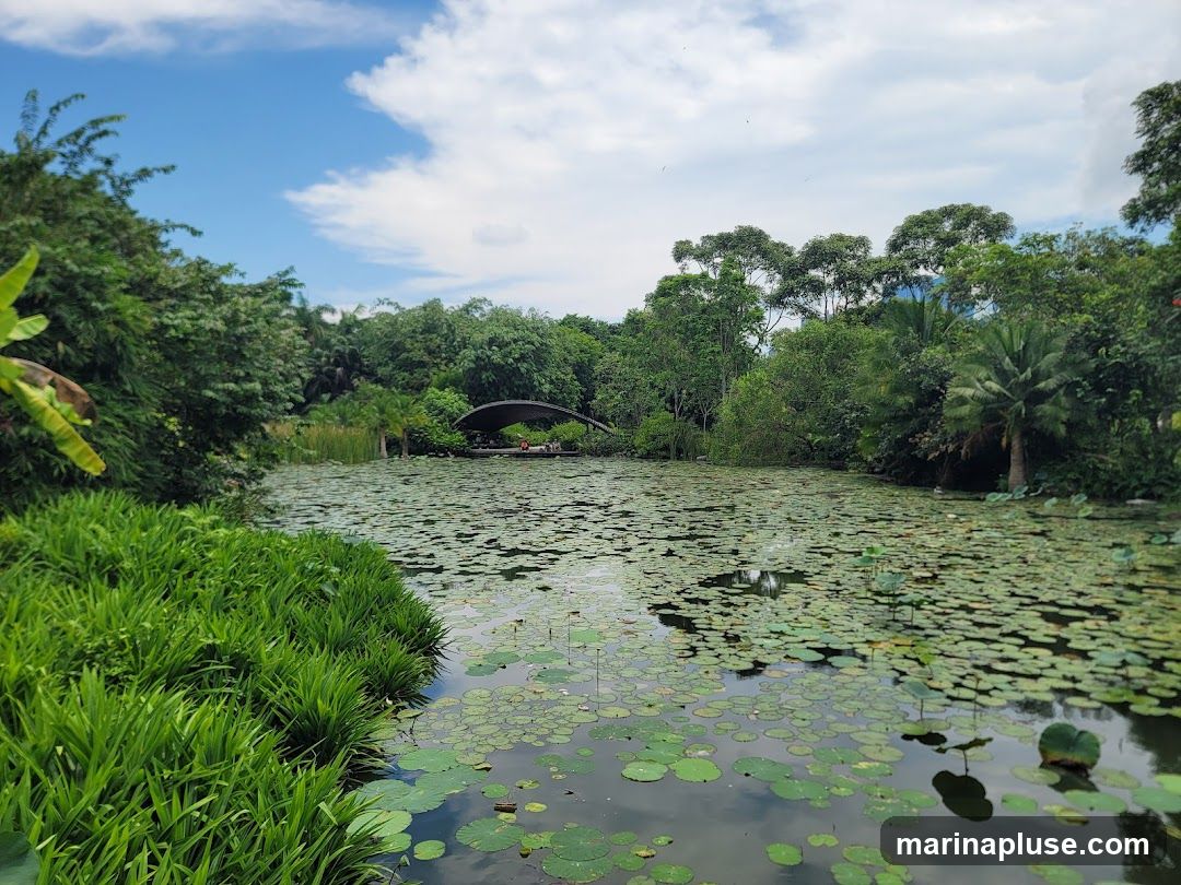 A serene pond covered in lily pads is surrounded by dense, vibrant green foliage. In the background, a distinctive arched structure is visible, with a few people seated beneath it. The sky above is a bright blue with scattered white clouds.