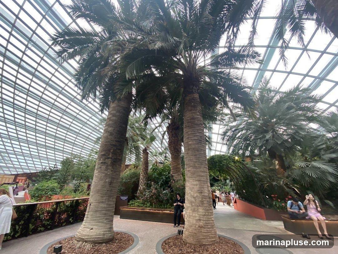 A view inside a large greenhouse with a geodesic dome ceiling. Several tall palm trees are prominent in the foreground, with lush green foliage and other plants visible in the background. People are walking along a pathway and sitting on benches.