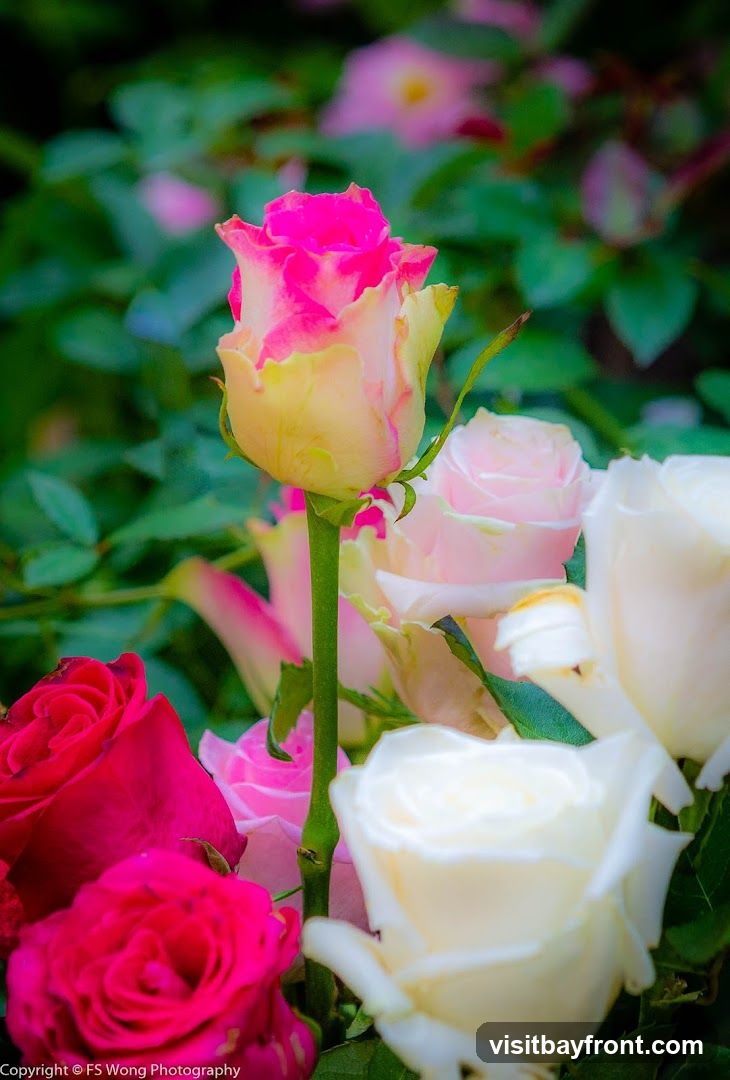 A close-up shot of a bouquet of roses in various colors, including pink, white, and deep red. The roses are in different stages of bloom, with some buds and others fully open. The background is a blur of green foliage.