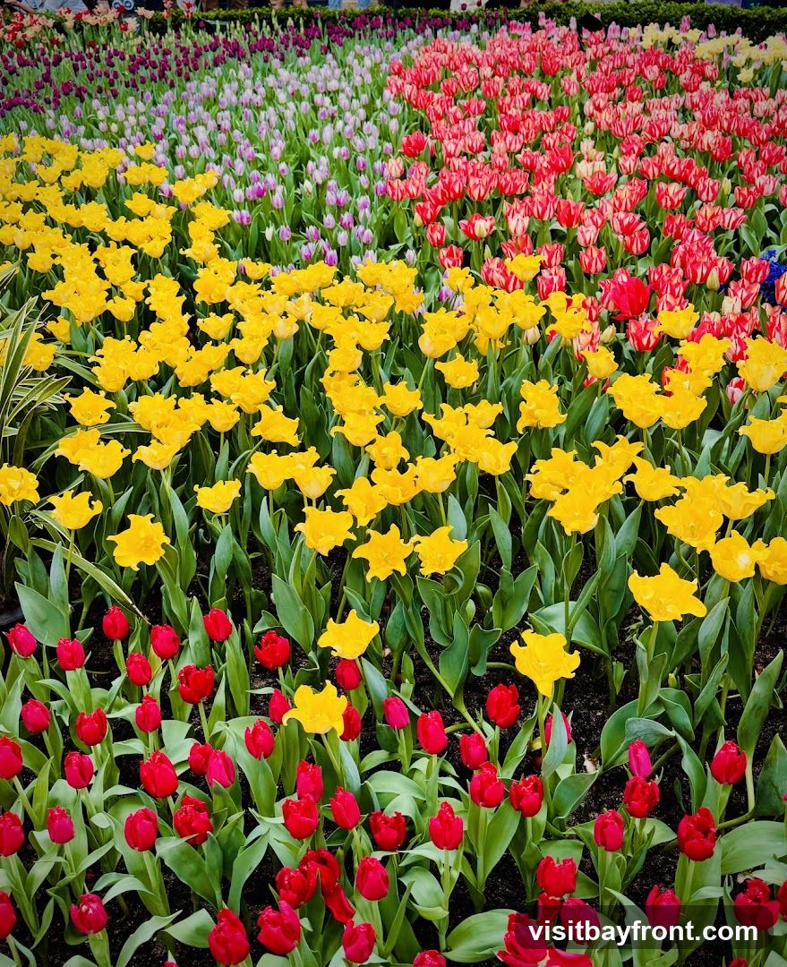 A vibrant field of tulips in various colors, including yellow, red, pink, and purple, arranged in distinct rows. The flowers are in full bloom, with lush green leaves and dark soil visible.