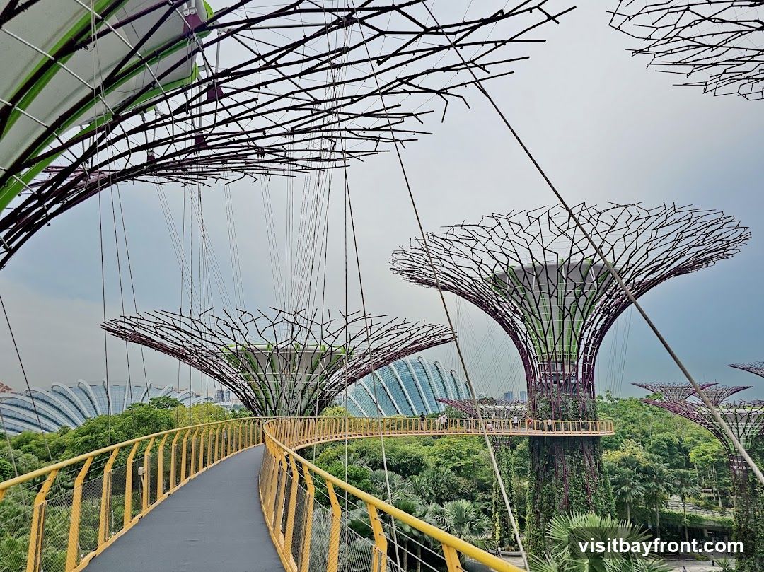 A view of the Supertrees at Gardens by the Bay, Singapore, with the OCBC Skyway walkway in the foreground. The Supertrees are large, tree-like vertical gardens with a metal lattice structure. In the background, the distinctive domes of the Cloud Forest and Flower Dome conservatories are visible. The sky is overcast.
