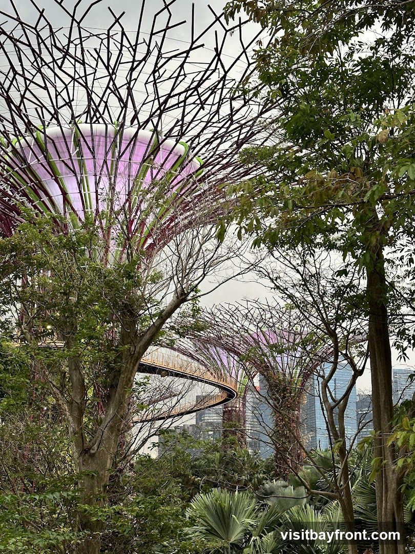 A view of the Supertrees at Gardens by the Bay, Singapore, with a skywalk connecting two of them. The Supertrees are illuminated with purple and green lights, and surrounded by lush greenery and palm trees. In the background, modern skyscrapers are visible.