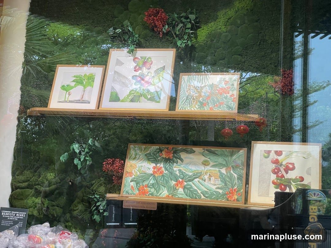 A display of framed botanical illustrations featuring plants, fruits, and landscapes, set against a backdrop of moss and greenery. The artwork is arranged on two wooden shelves. Below the shelves, a sign reads "A STARBUCKS SINGAPORE EXCLUSIVE BEARISTA BEARS" and lists prices for items like "Bearista Bears" at $34.99 and "Bearista Bears" at $34.99.