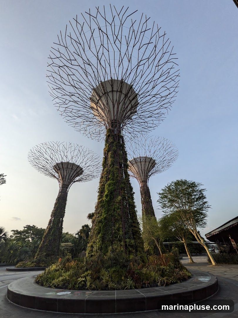 A low-angle shot of the Supertrees at Gardens by the Bay in Singapore. The Supertrees are vertical gardens that are designed to mimic trees. They are covered in plants and have a canopy of metal branches. The sky is a clear blue, and the sun is setting, casting a warm glow on the scene.