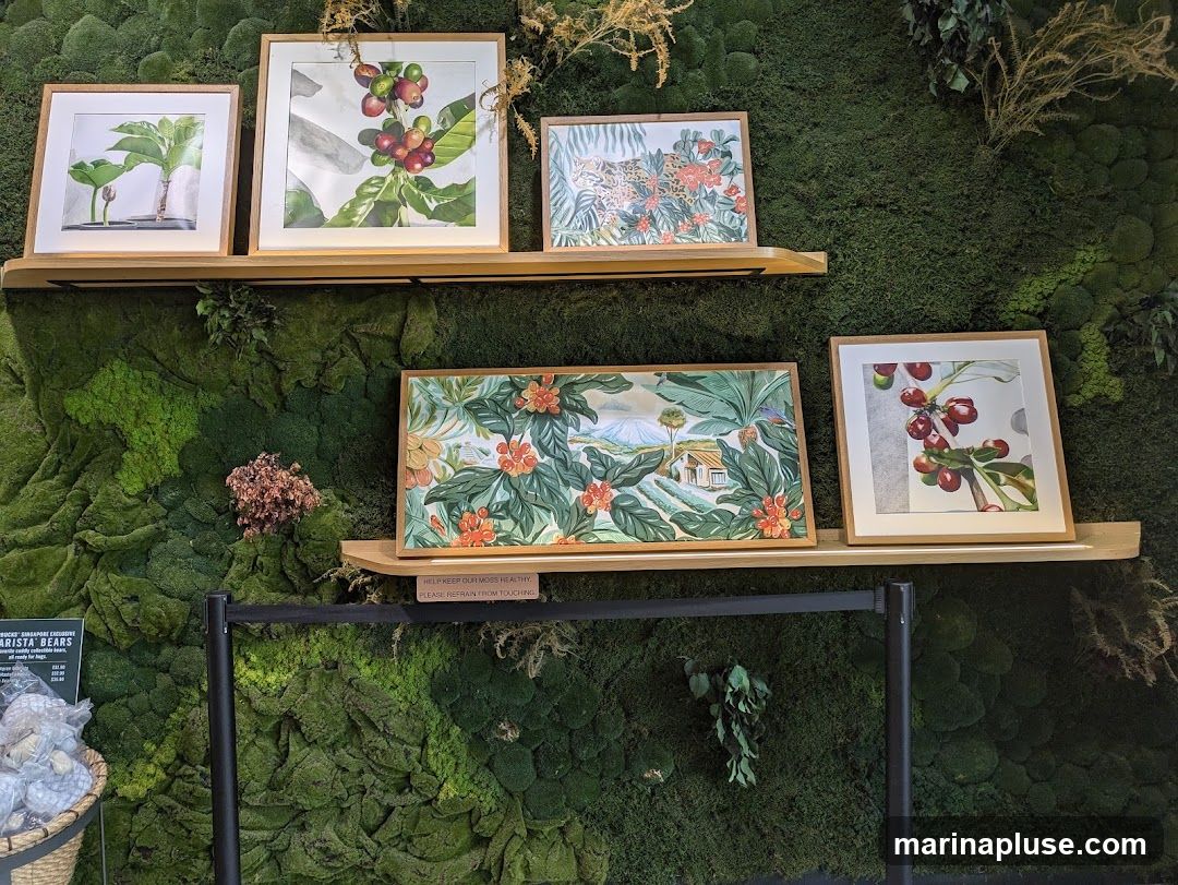 Framed watercolor illustrations of coffee plants and tropical scenes are displayed on wooden shelves against a textured green moss wall. A sign on the lower shelf reads "HELP KEEP OUR MOSS HEALTHY. PLEASE REFRAIN FROM TOUCHING." To the left, a basket contains plush toys, and a sign is partially visible with text including "STARBUCKS SINGAPORE EXCLUSIVE! BARISTA BEARS" and prices.