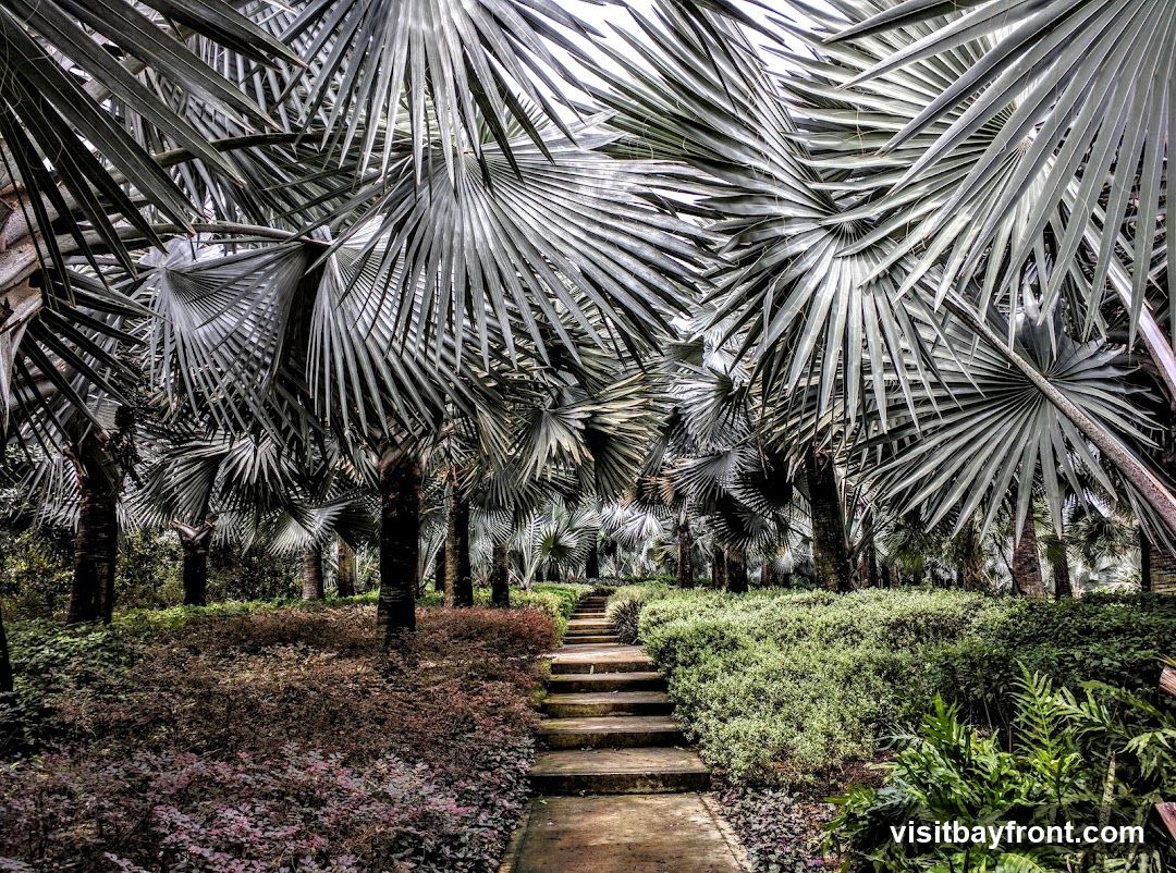 A pathway with stone steps winds through a dense grove of palm trees. The large, fan-shaped fronds of the palms create a canopy overhead, casting shadows on the path below. Lush green and reddish-purple foliage lines the sides of the pathway, creating a vibrant and natural scene.