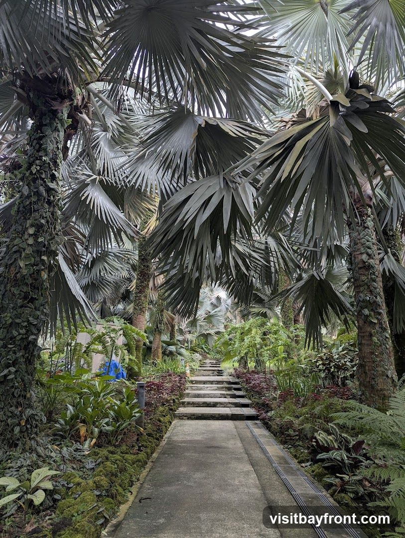 A concrete path winds through a dense botanical garden, flanked by lush greenery and towering palm trees. Stone steps ascend into the distance, disappearing among the foliage. The scene is verdant and tranquil, with a variety of plants and moss-covered trees.