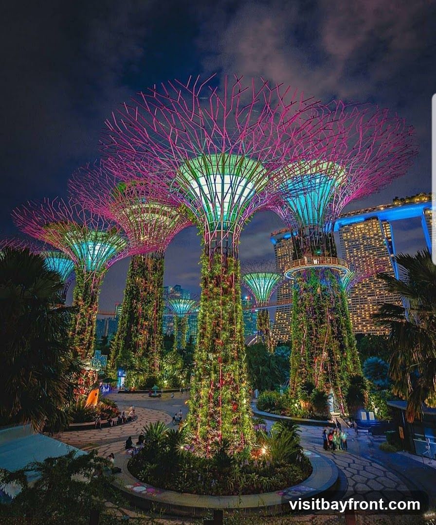 A nighttime view of the Supertree Grove at Gardens by the Bay, Singapore. The iconic structures are illuminated with vibrant pink and green lights, with the city skyline visible in the background.