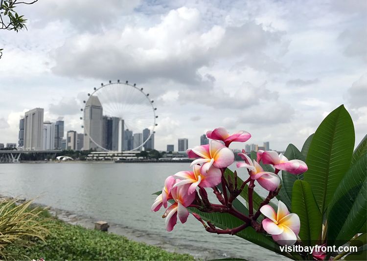 A scenic view of the Singapore skyline featuring a large Ferris wheel and modern skyscrapers, with a body of water in the foreground. Pink and white frangipani flowers are in bloom in the foreground, adding a touch of tropical beauty to the urban landscape. The sky is cloudy.
