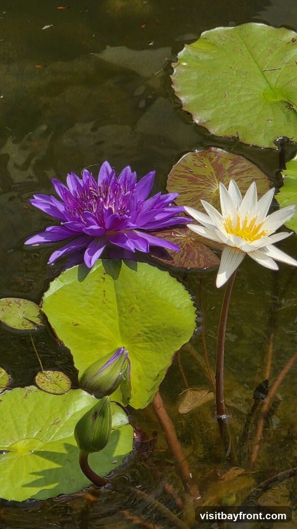 A close-up view of two blooming water lilies, one purple and one white with yellow centers, floating on dark water. Several large green lily pads surround the flowers, and two unopened lily buds are visible. The water is murky, with some submerged plant stems and debris.