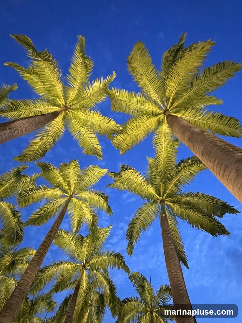 A low-angle shot looking up at several palm trees with their fronds illuminated against a deep blue twilight sky. Wispy clouds are visible.