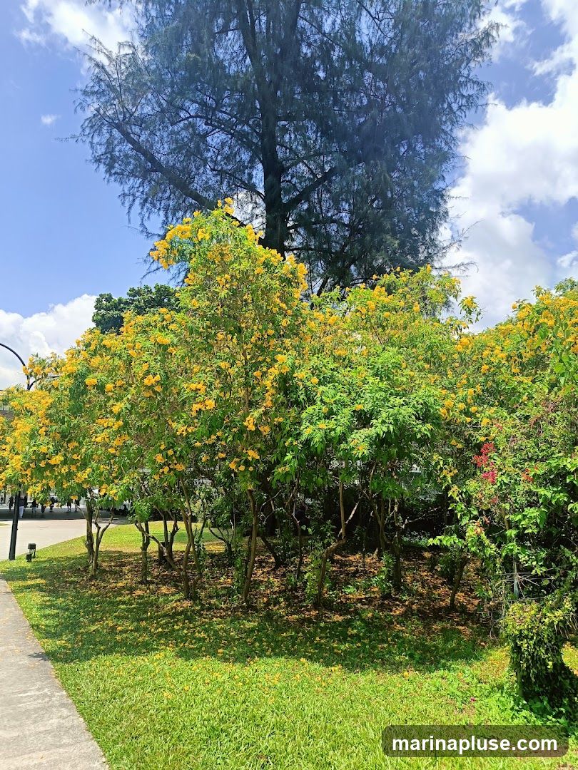 A pathway runs alongside a grassy area with several trees. The trees are covered in bright yellow flowers, with some green foliage visible. A large, dark tree stands behind them, and the sky above is blue with scattered clouds.