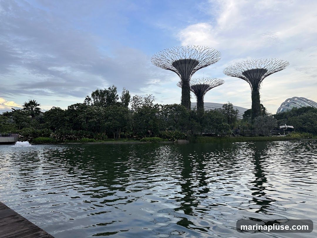 A serene view of the Supertrees at Gardens by the Bay, Singapore, reflected in the calm waters of a pond. The sky is partly cloudy, with soft light illuminating the iconic structures and lush greenery.