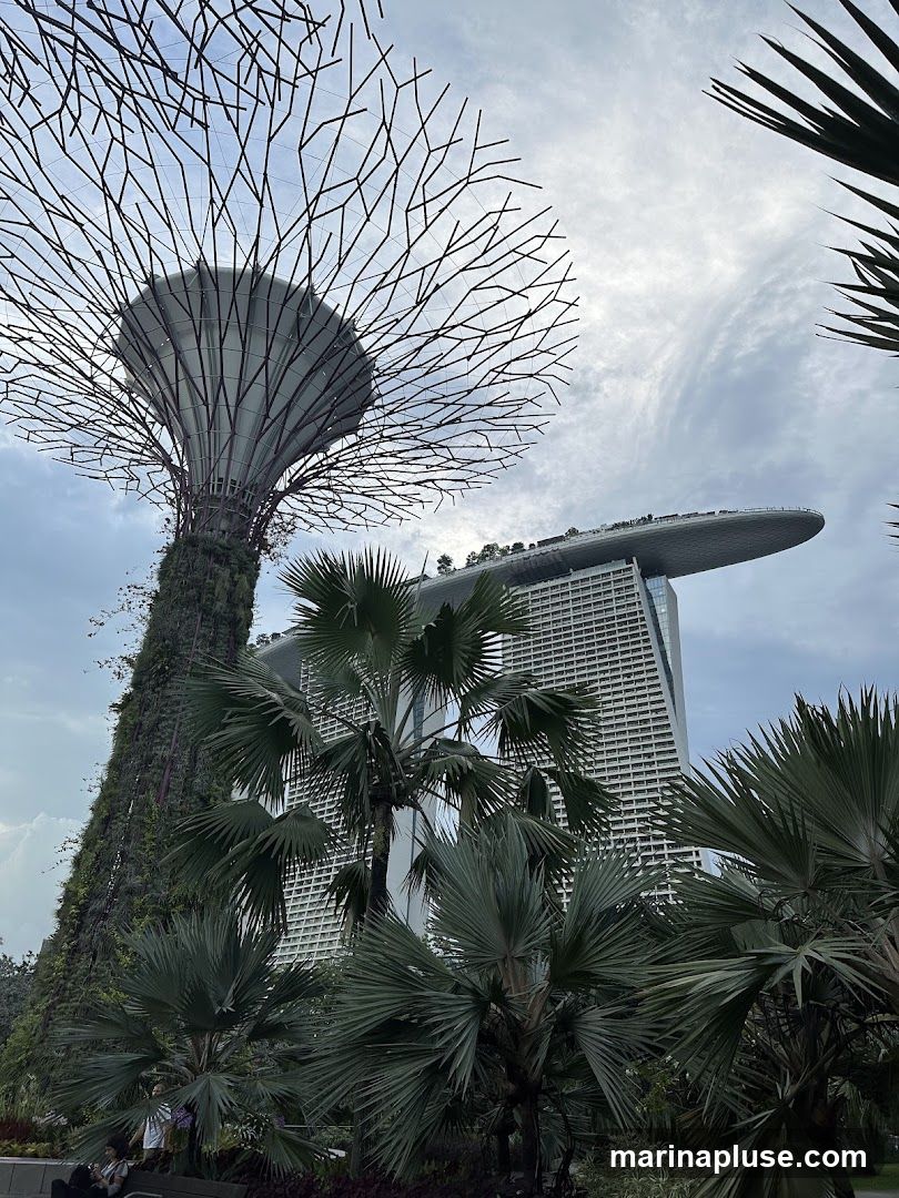 A view of the Supertree Grove at Gardens by the Bay with the Marina Bay Sands hotel in the background. Palm trees are in the foreground. The sky is cloudy.